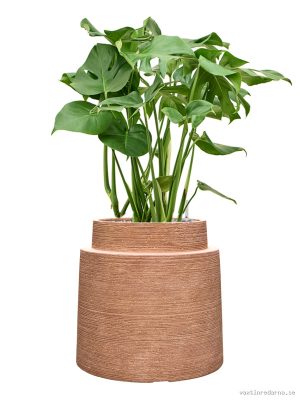 Monstera deliciosa in Colorado - Vaxtinredarna.se