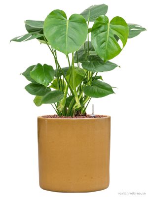 Monstera deliciosa in Cylinder - Vaxtinredarna.se