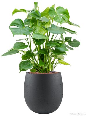 Monstera deliciosa in Grigio - Vaxtinredarna.se