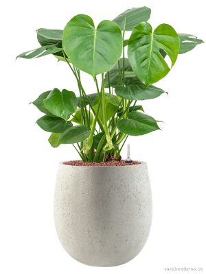 Monstera deliciosa in Grigio - Vaxtinredarna.se