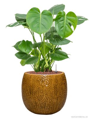 Monstera deliciosa in Marly - Vaxtinredarna.se