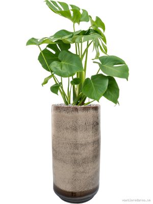 Monstera deliciosa in Noaz - Vaxtinredarna.se