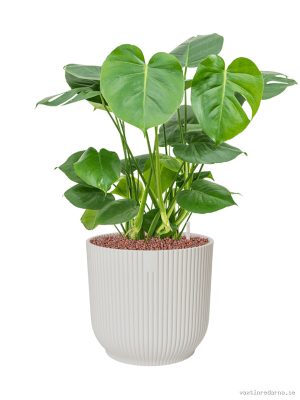 Monstera deliciosa in Vibes Fold - Vaxtinredarna.se