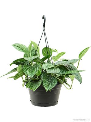 Monstera karstenianum - Vaxtinredarna.se