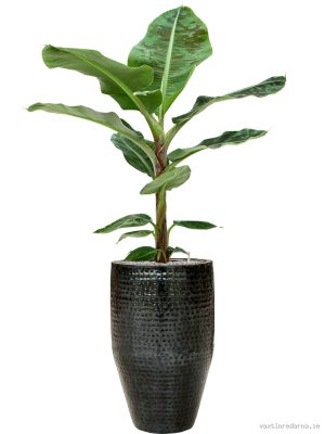 Musa 'Dwarf Cavendish' in Thom - Vaxtinredarna.se