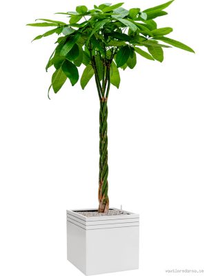 Pachira aquatica in Baq Line-Up - Vaxtinredarna.se