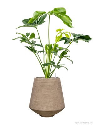 Philodendron 'Green Wonder' in Colorado - Vaxtinredarna.se