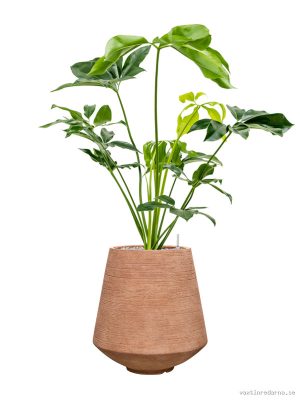Philodendron 'Green Wonder' in Colorado - Vaxtinredarna.se