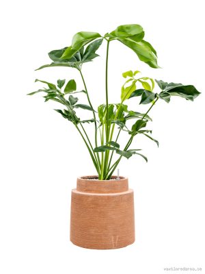 Philodendron 'Green Wonder' in Colorado - Vaxtinredarna.se