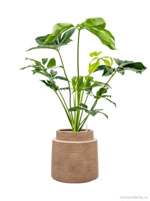 Philodendron 'Green Wonder' in Colorado - Vaxtinredarna.se