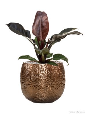 Philodendron `Imperial Red' in Marly - Vaxtinredarna.se