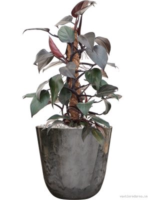 Philodendron 'New Red' in Palermo - Vaxtinredarna.se
