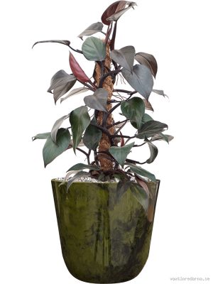 Philodendron 'New Red' in Palermo - Vaxtinredarna.se