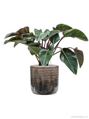 Philodendron 'Red Beauty' in Baq Luxe Lite Universe Comet - Vaxtinredarna.se