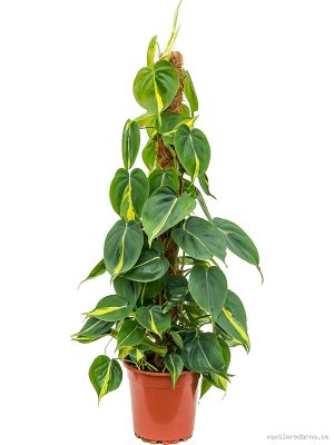 Philodendron scandens 'Brasil' - Vaxtinredarna.se
