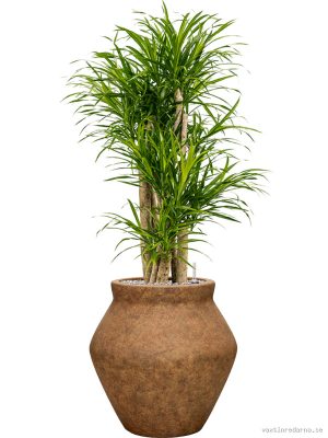 Pleomele (Dracaena) 'Anita Variegata' in Mineral - Vaxtinredarna.se