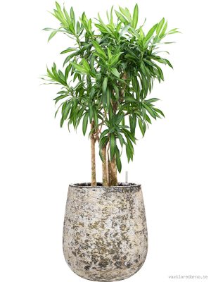 Pleomele (Dracaena) reflexa 'Song of Jamaica' in Baq Atlas - Vaxtinredarna.se