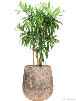 Pleomele (Dracaena) reflexa 'Song of Jamaica' in Baq Atlas - Vaxtinredarna.se