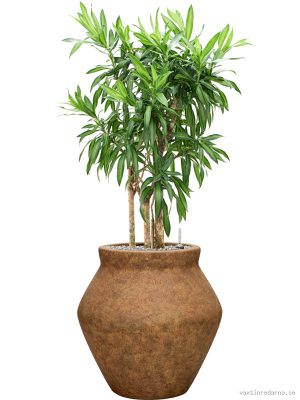 Pleomele (Dracaena) reflexa 'Song of Jamaica' in Mineral - Vaxtinredarna.se