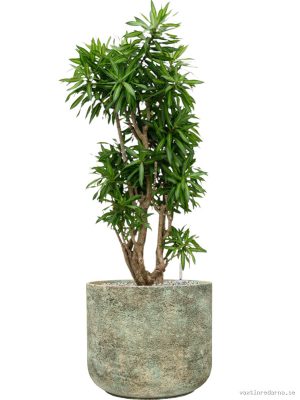 Pleomele (Dracaena) reflexa 'Song of Jamaica' in Mont Blanc - Vaxtinredarna.se