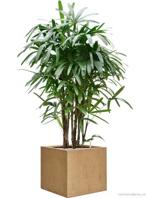 Rhapis excelsa in Baq Raindrop - Vaxtinredarna.se