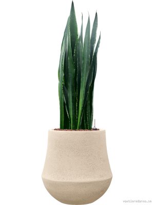 Sansevieria 'Black Tiger' in Baq Polystone Coated Plain - Vaxtinredarna.se