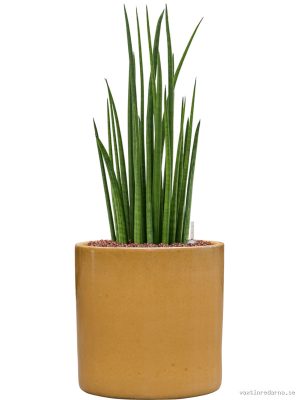 Sansevieria cylindrica 'Spikes' in Cylinder - Vaxtinredarna.se