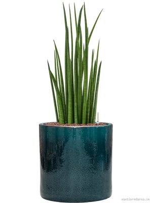 Sansevieria cylindrica 'Spikes' in Cylinder - Vaxtinredarna.se