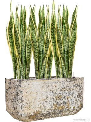 Sansevieria trifasciata 'Laurentii' in Baq Atlas - Vaxtinredarna.se