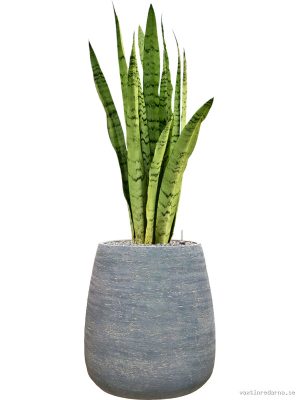 Sansevieria trifasciata 'Silver Mist' in Dolomites - Vaxtinredarna.se