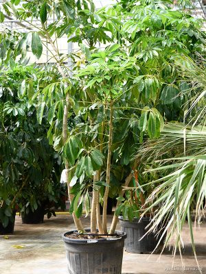 Schefflera actinophylla 'Amate' (170-220) - Vaxtinredarna.se