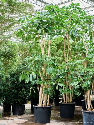 Schefflera actinophylla 'Amate' (375-425) - Vaxtinredarna.se