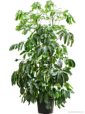 Schefflera actinophylla 'Amate' - Vaxtinredarna.se