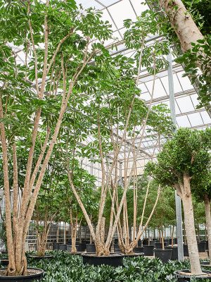 Schefflera actinophylla 'Amate' (900-1000) - Vaxtinredarna.se
