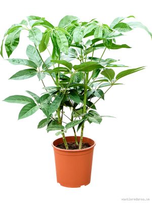 Schefflera amate - Vaxtinredarna.se