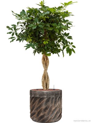 Schefflera 'Compacta' in Baq Luxe Lite Universe Wave - Vaxtinredarna.se