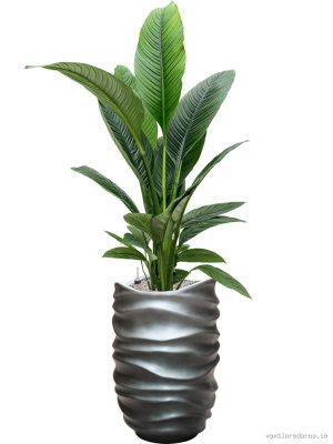 Spathiphyllum 'Sensation' in Baq Gradient Lee - Vaxtinredarna.se