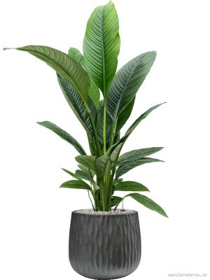 Spathiphyllum 'Sensation' in Wave - Vaxtinredarna.se