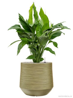 Spathiphyllum 'Sweet Lauretta' in Baq Dune - Vaxtinredarna.se