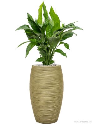 Spathiphyllum 'Sweet Lauretta' in Baq Dune - Vaxtinredarna.se