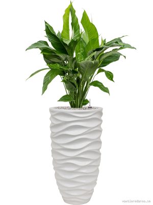 Spathiphyllum 'Sweet Lauretta' in Baq Luxe Lite Glossy Sea - Vaxtinredarna.se