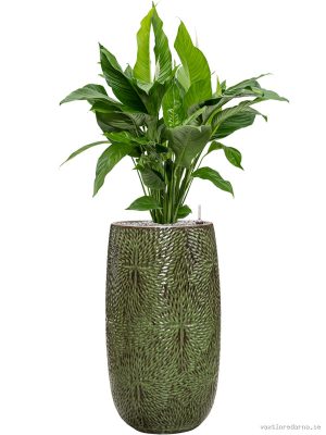 Spathiphyllum 'Sweet Lauretta' in Marly - Vaxtinredarna.se