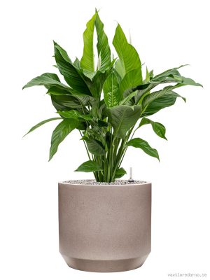 Spathiphyllum 'Sweet Lauretta' in Rotunda Urban - Vaxtinredarna.se