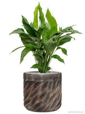 Spathiphyllum 'SweetLauretta' - Baq Luxe Lite Universe Wave - Vaxtinredarna.se