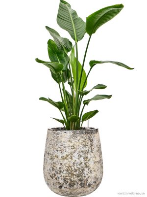 Strelitzia nicolai in Baq Atlas - Vaxtinredarna.se