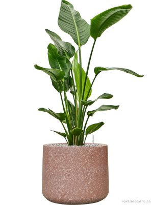 Strelitzia nicolai in Baq Terrazzo - Vaxtinredarna.se