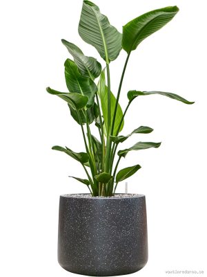 Strelitzia nicolai in Baq Terrazzo - Vaxtinredarna.se