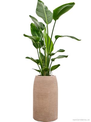 Strelitzia nicolai in Colorado - Vaxtinredarna.se