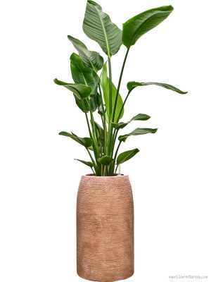 Strelitzia nicolai in Colorado - Vaxtinredarna.se