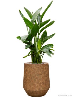Strelitzia reginae in Mineral - Vaxtinredarna.se